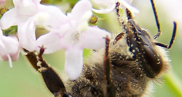 Wildbiene (Foto: Krzysztof Wesolowski)