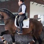 Nuno Avelar auf einem Nachwuchshengst in der Passage (Dressurübung)