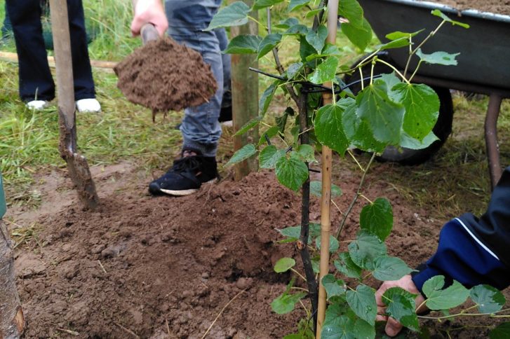 Neue Bäume im Garten