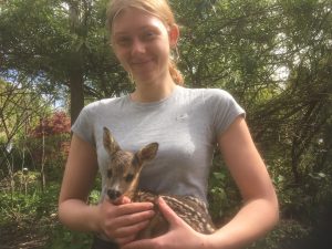 Das Rehkitz auf dem Arm der Praktikantin Sarah Schultz wurde heute neben ihrer überfahrenen Mutter in Hamburg gefunden. Nun wird das Kitz mit Ziegenmilch aufgezogen um im Spätsommer wieder in die Freiheit entlassen zu werden.