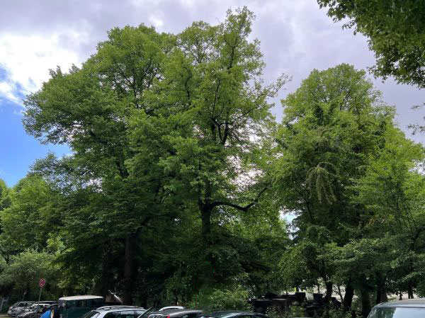 Die betroffenen Holländischen Linde befindet sich in der Bildmitte. // Foto: Bezirksamt Altona