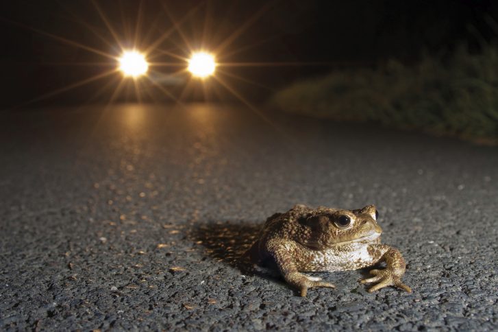Kröten auf der Straße