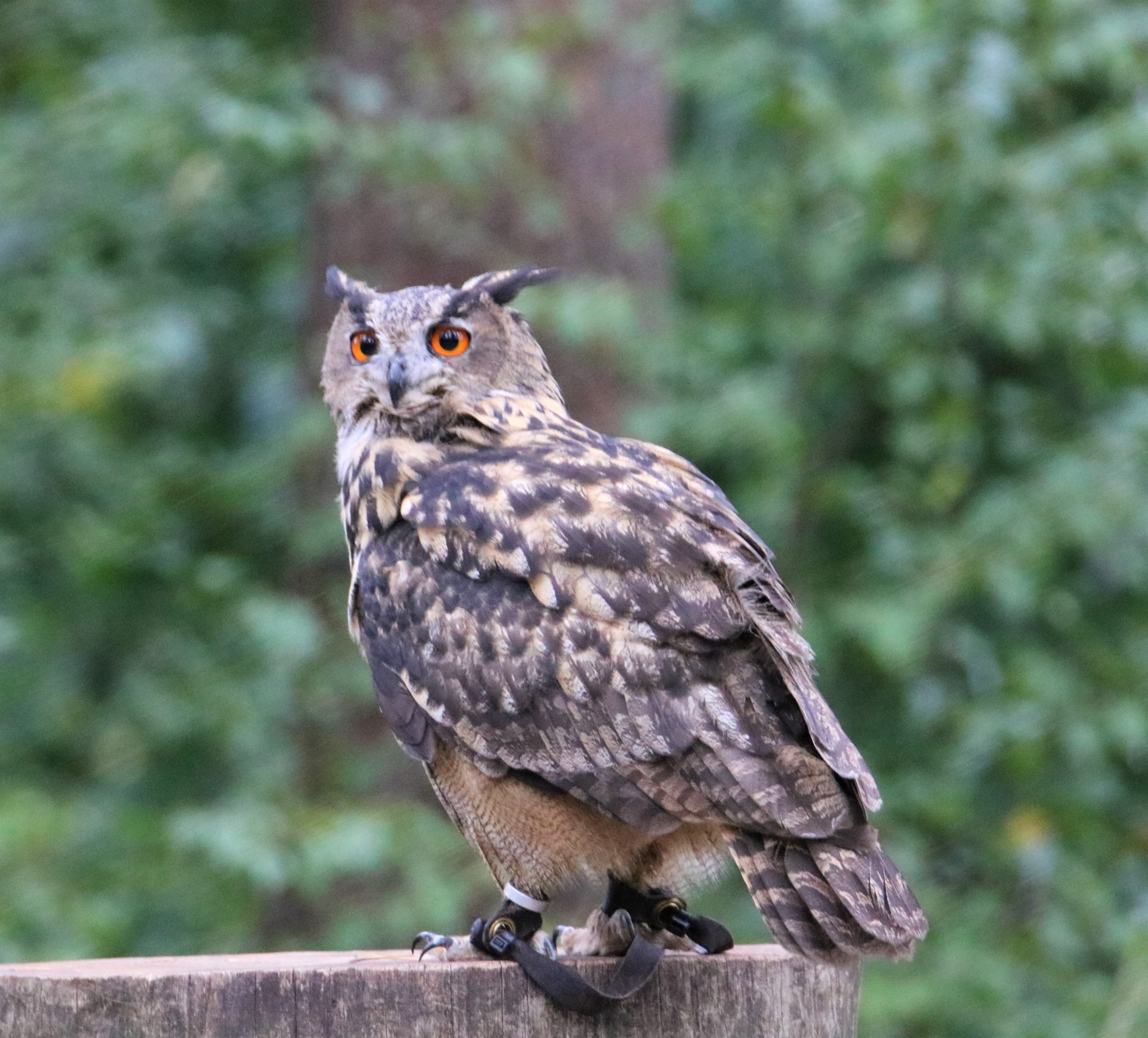 Arbeiten starten Renovierung bei den Uhus Kloenschnack