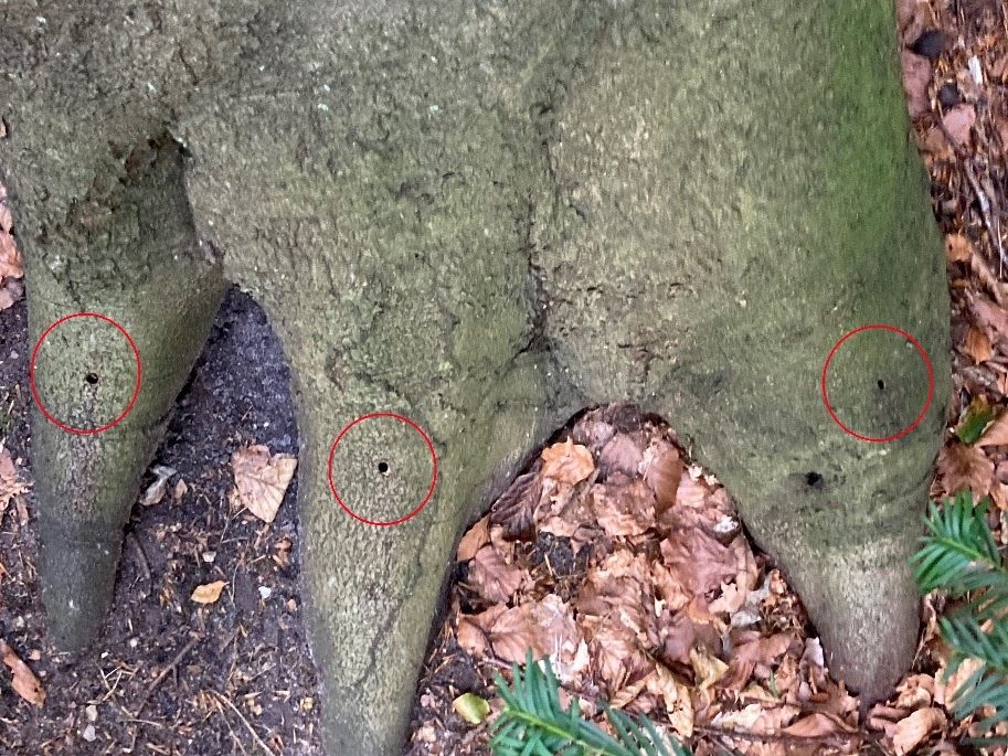 Baumfrevel: An allen betroffenen Pflanzen finden sich solche Bohrlöcher durch die die Bäume vergiftet wurden. Hier wurden gleich die Wurzeln angebohrt. Foto: Bezirksamt Altona