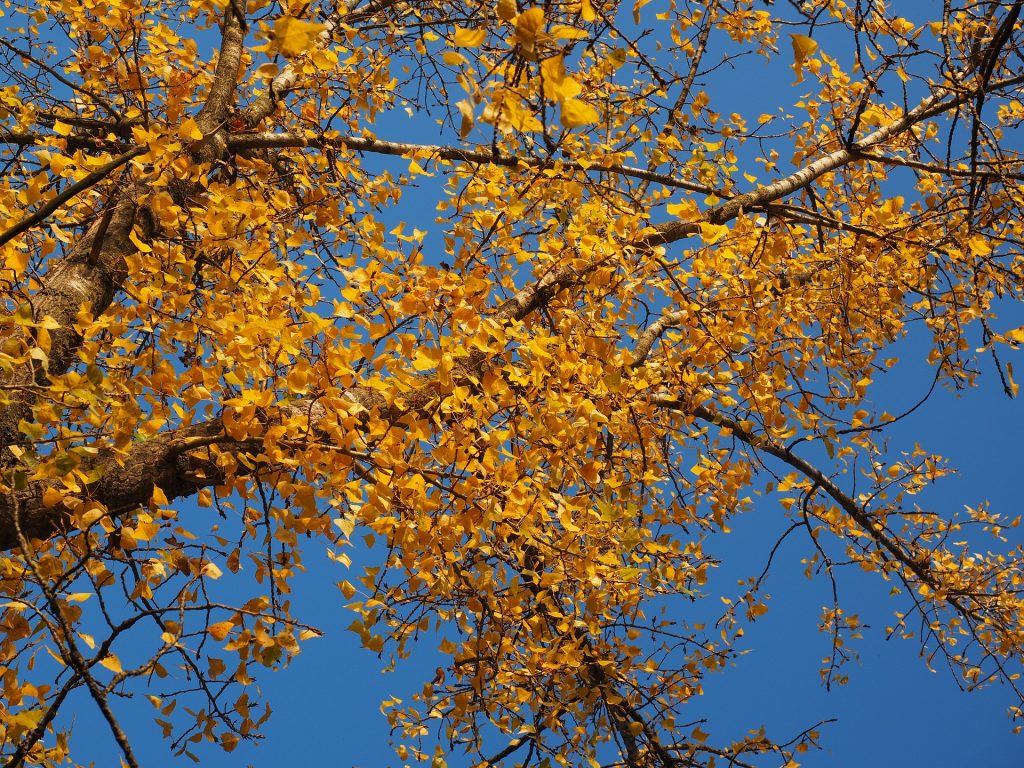 Schwarz-Pappeln tragen ein schönes Herbstlaub. Doch leider können Sie schlecht mit Stammfäule umgehen. Das wurde nun auch dem Baum am Rissener-Ufer zum Verhängnis. (Symbolbild)// Keyword: Schwarz-Pappel