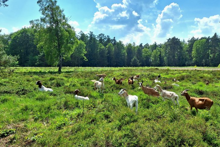 Schafe und Ziegen im Naturschutzgebiet Schnaakenmoor