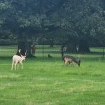 Damwild im Hirschpark