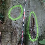 Scheinbar wurden erneut Bäume im Waldpark Falkenstein angebohrt und vergiftet. Verfärbungen weisen bei diesem Baum bereits auf die Wirkung eines Giftes hin. // Foto: Bezirksamt Altona - Keyword: Elbhang