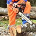 Die Baumfällsaison startet. Nun darf wieder gestutzt und gefällt werden ... Unter bestimmten Voraussetzungen. // Foto: Daniele La Rosa Messina auf Unsplash (cropped)