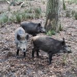 Angie, Adi und Bissi haben ein neues Zuhause im Wildgehege Klövensteen. // Foto: Bezirksamt Altona