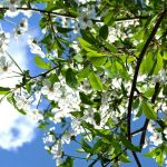 Frühling - Symbolbild