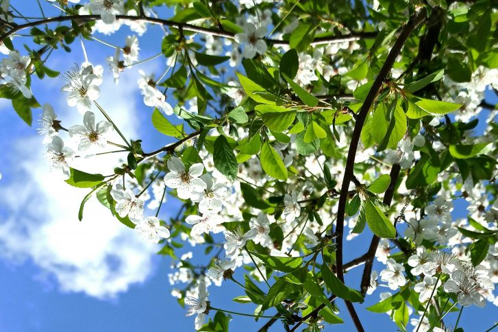 Frühling - Symbolbild