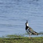 Ein Kiebitz an der Elbe