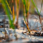 Strandgräser im Wind - Stranderholung Symbolbild - Ferienfreizeit
