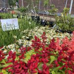 Wann bekommt man schonmal Pflanzen die nach dem letzten Stand der Wissenschaft gepflegt wurden? // Fotos: GHamburg/Christine Kreuzkam