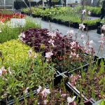 Das Bild zeigt vier Beete mit verschiedenen Pflanzen. Sie stehen teils in rosa Blute. Das Laub der Pflanzen hat unterschiedliche Grüntöne und bei einer Sorte auch dunkelrote Blätter. // Fotos: GHamburg/Christine Kreuzkam - keyword: Pflanzenbörse