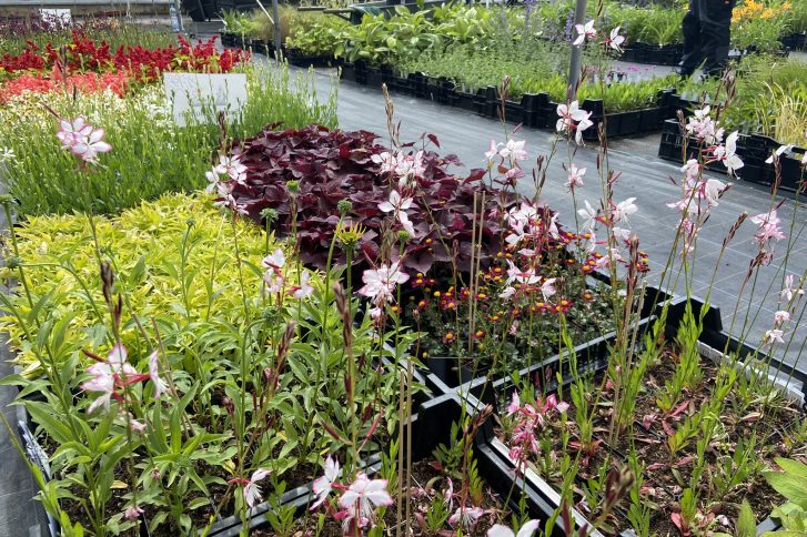Das Bild zeigt vier Beete mit verschiedenen Pflanzen. Sie stehen teils in rosa Blute. Das Laub der Pflanzen hat unterschiedliche Grüntöne und bei einer Sorte auch dunkelrote Blätter. // Fotos: GHamburg/Christine Kreuzkam - keyword: Pflanzenbörse