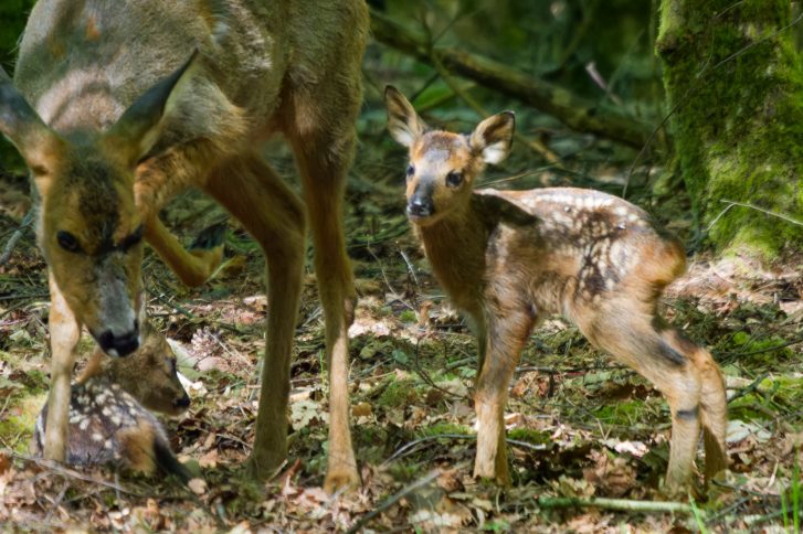 Reh Frieda mit Kitzen // Foto:_Frank Borutta