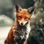 Bist Du Wild? Der lange Tag der StadtNatur zeigt, welche Wildtiere in Hamburg vorkommen. // Foto: Alexander Andrews auf Unsplash