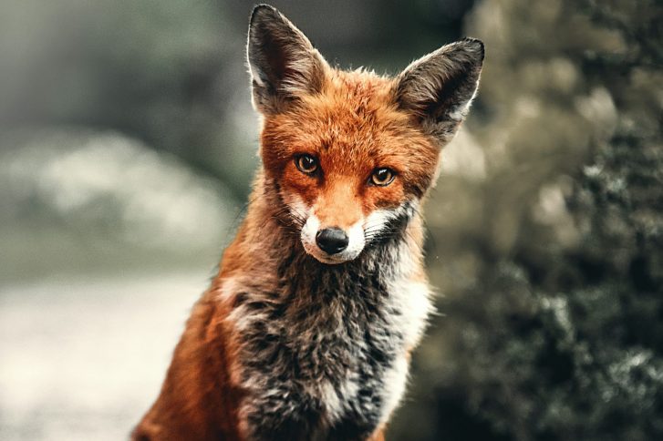 Bist Du Wild? Der lange Tag der StadtNatur zeigt, welche Wildtiere in Hamburg vorkommen. // Foto: Alexander Andrews auf Unsplash