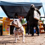 Hamburg geht wieder Gassi für den guten Zweck. Am 28. September zieht die Paw Parade durch die Schanze.