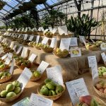 Die Norddeutschen Apfeltage zeigen rund 250 Apfelsorten. // Foto: Christine Kreuzkam