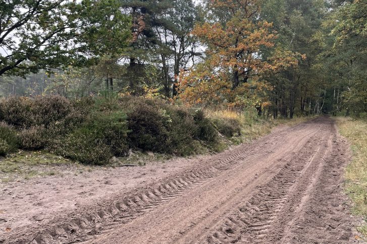 Hunderte Reitpferde sind im Umfeld des Klövensteen untergebracht – verteilt auf zahlreiche Reitställe, die das Gebiet rund um den Forst prägen. Um sichere Ausritte zu gewährleisten, wurden die Wege nun instand gesetzt. // Foto: Bezirksamt Altona