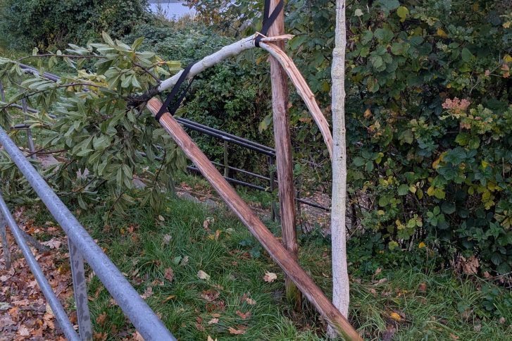 Foto zeigt die mutwillige Zerstörung der Esskastanie