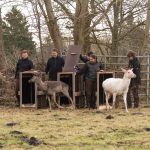 Die Damhirsche aus dem Hirschpark sind heute morgen im Klövensteen angekommen.