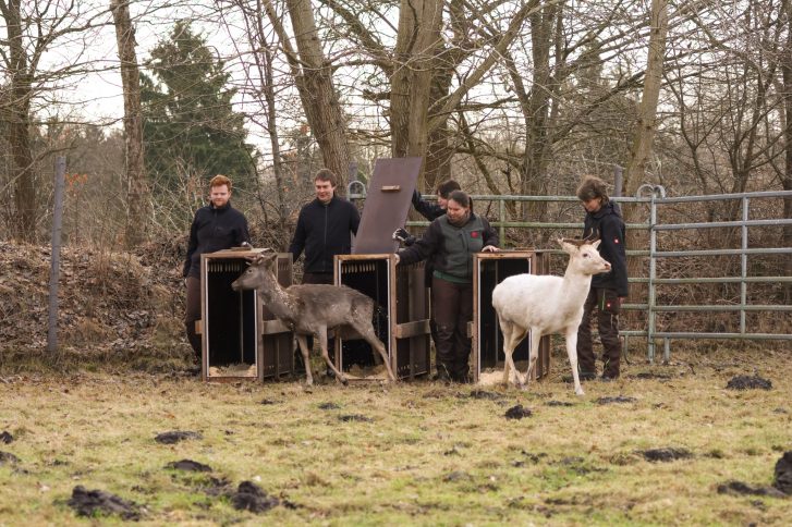 Die Damhirsche aus dem Hirschpark sind heute morgen im Klövensteen angekommen.