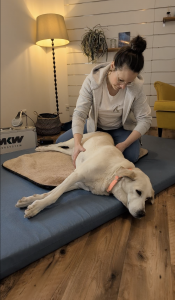 Beispielbild Chiropraktik am Hund