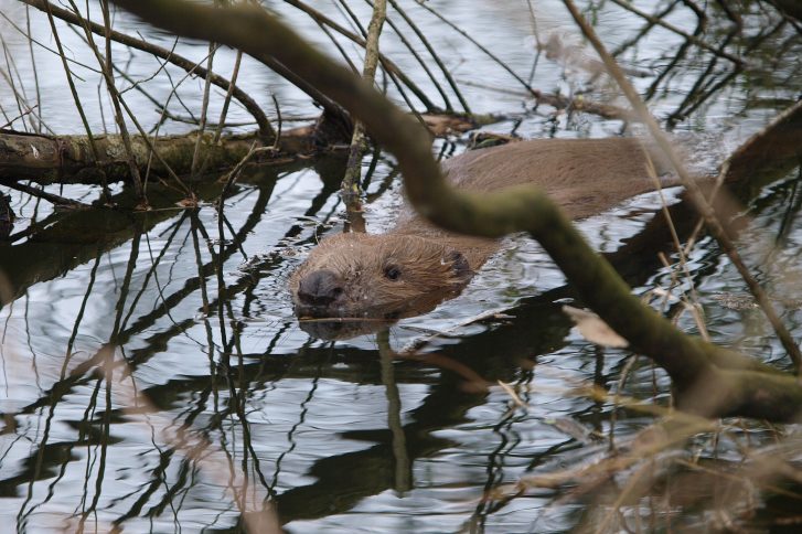 Biber im Fluss